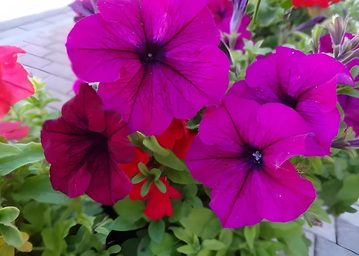 Bohnert Appartement Fischerbach